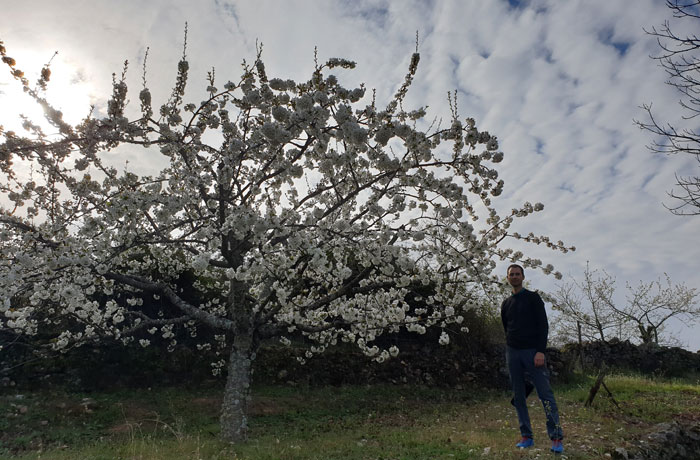 Uno de los cerezos en flor en el entorno de Pinedas