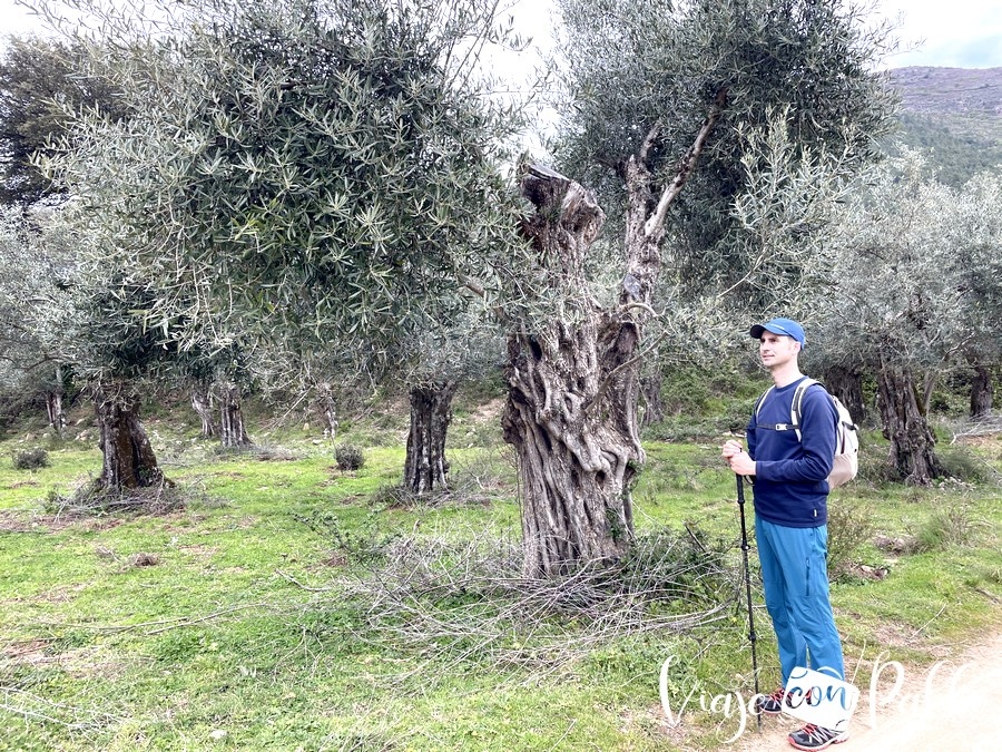 Campo de olivos antes de llegar a Cabaloria