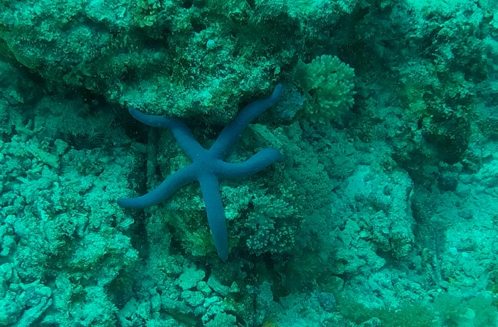 Estrella de mar buceo en Zanzíbar