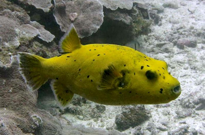 pez globo buceo en Zanzíbar