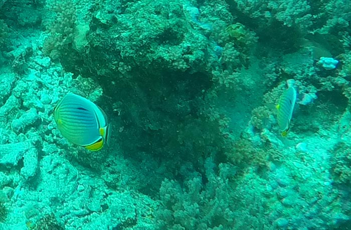 El fondo coralino del atolón de Mnemba buceo en Zanzíbar