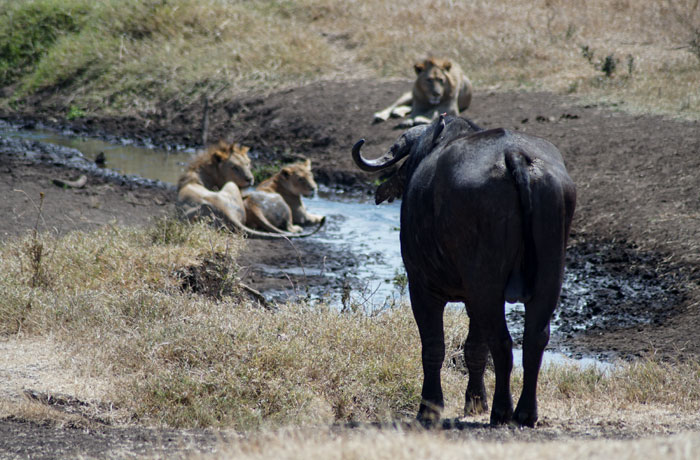 Búfalo y leones acechando en Ngorongoro consejos safari en Tanzania
