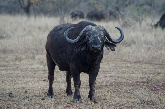 Búfalo anciano en el Serengeti