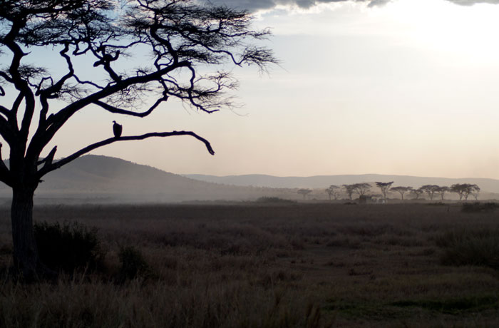 Imagen característica de la llanura del Serengeti