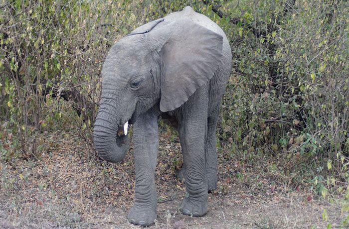 Cría de elefante en Lago Manyara