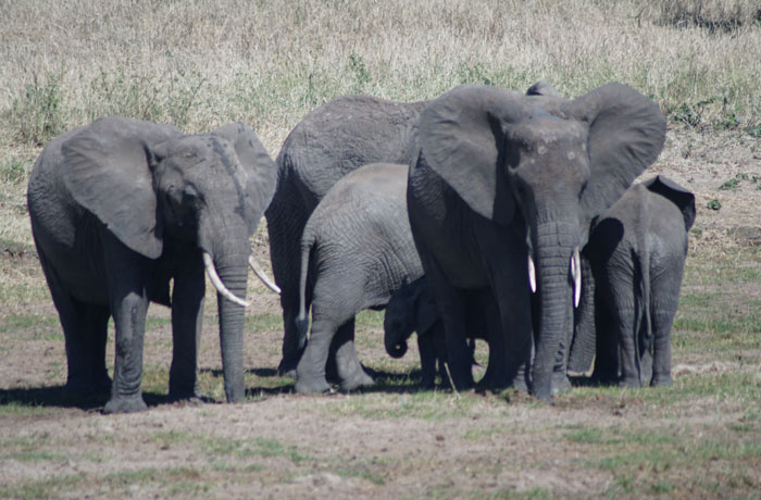 Elefantes en Tarangire consejos safari en Tanzania