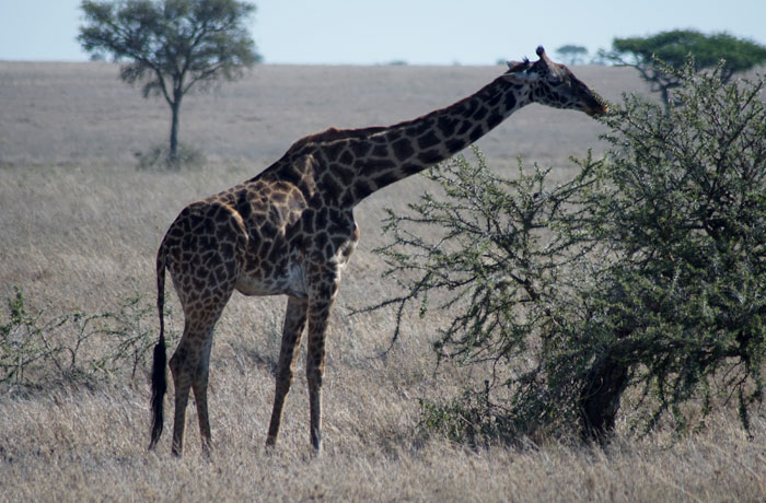 Una jirafa comiendo en el Serengeti