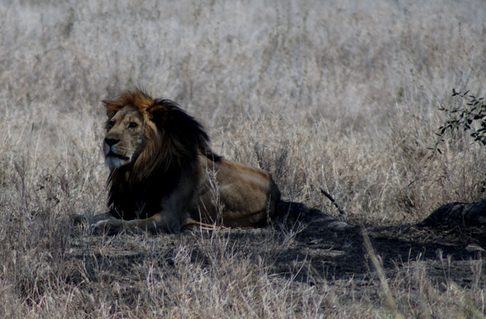 Un león adulto en el Serengeti