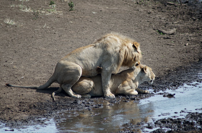 Una pareja de leones, de luna de miel en Ngorongoro