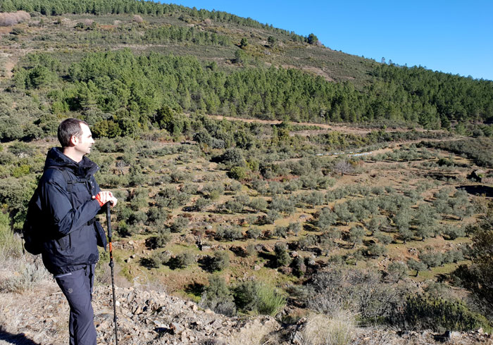 Campo de olivos al poco de salir de Herguijuela de la Sierra
