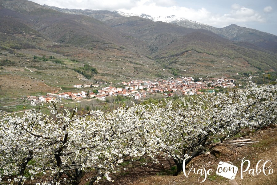 Cerezos en flor con Tornavacas y las cumbres de las sierras de Béjar y Candelario al fondo