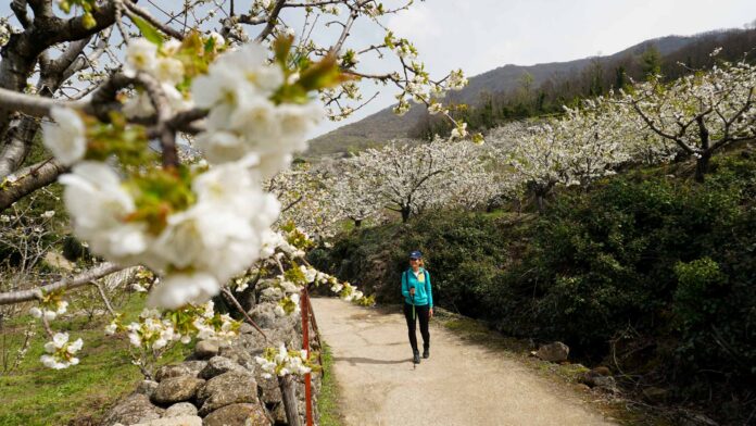 Ruta del cerezo en flor del valle del Jerte