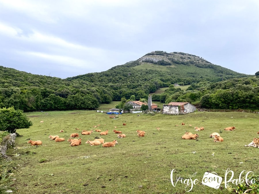 Vacas pastando y cumbres del Monte Buciero