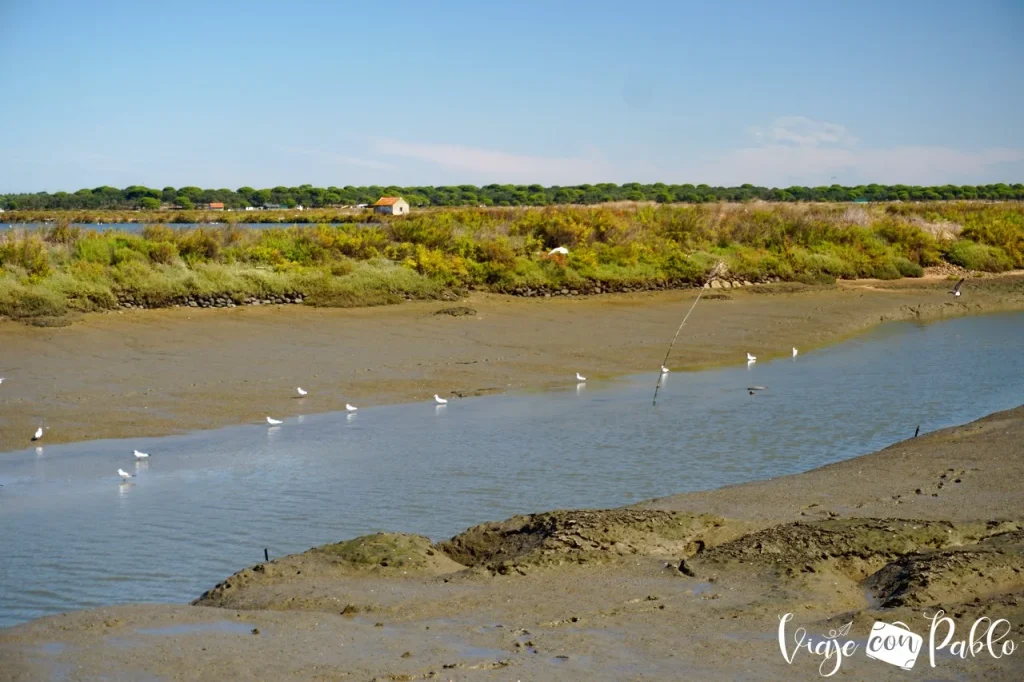 Avistamiento de aves en el estuario del Sado